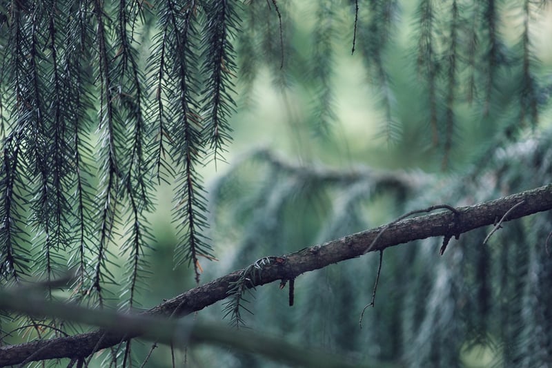 Nature-Inspired Decor